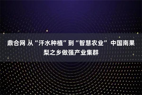 鼎合网 从“汗水种植”到“智慧农业” 中国南果梨之乡做强产业集群